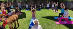 yoga cu alpacale